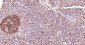 LAMP1 Mouse mAb